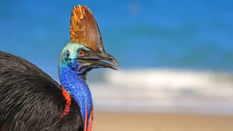 Most Dangerous Bird Australia